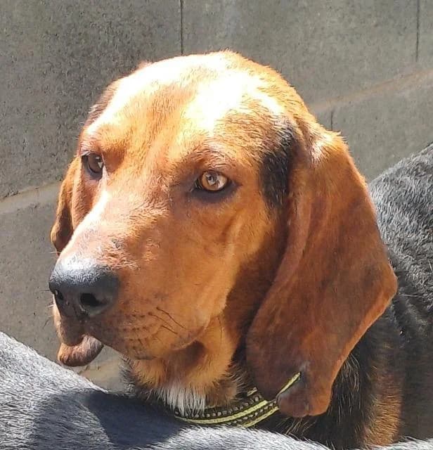 Abbott, male 5yo Mixed Breed for adoption at PAWS Dog Shelter Paphos