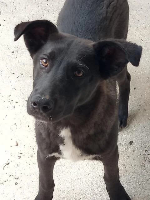 Arco, male young mixed breed for adoption at PAWS Dog Shelter Paphos