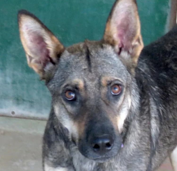 Noah, male young mixed breed for adoption at PAWS Dog Shelter Paphos