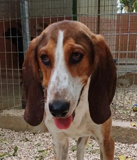 Henry, male young mixed breed for adoption at PAWS Dog Shelter Paphos