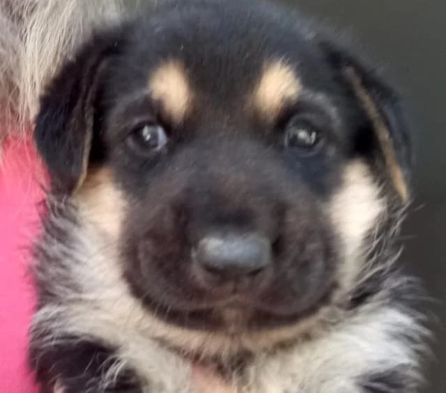Vanny, female puppy mixed breed for adoption at PAWS Dog Shelter Paphos