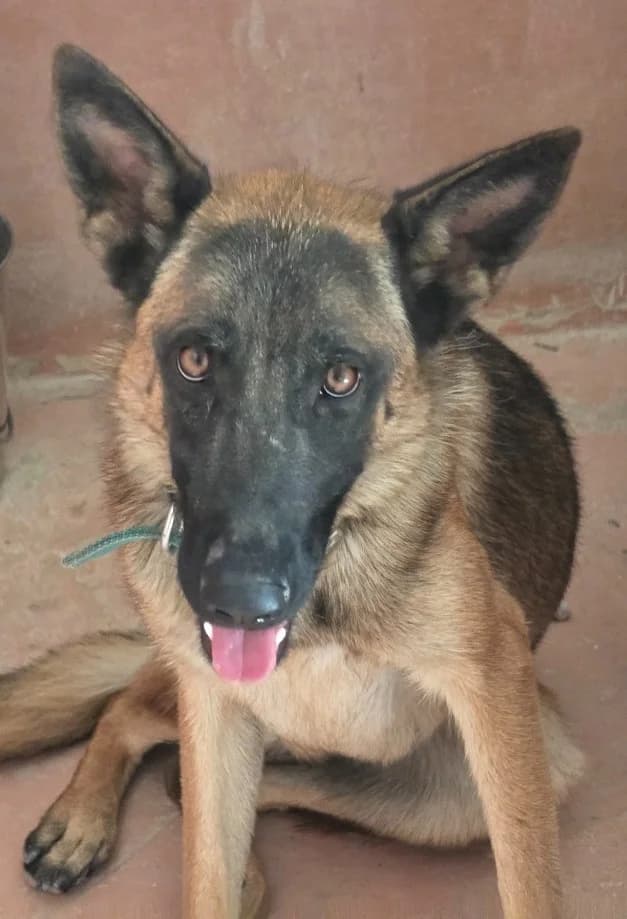 Kiara, female young German Shepherd for adoption at PAWS Dog Shelter Paphos