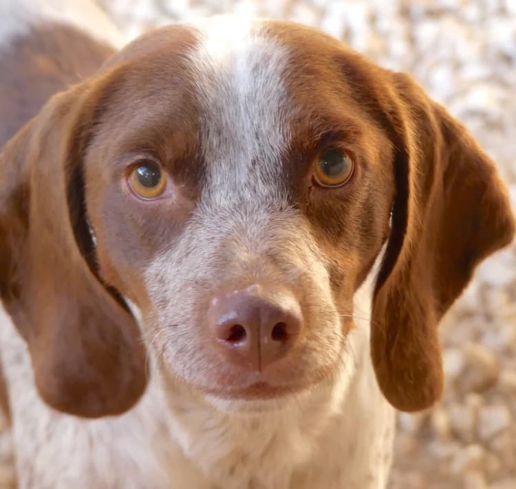 Chip, male young mixed breed for adoption at PAWS Dog Shelter Paphos