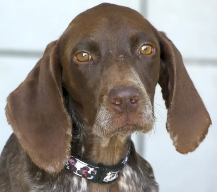 Poppy, female young Mixed Breed for adoption at PAWS Dog Shelter Paphos
