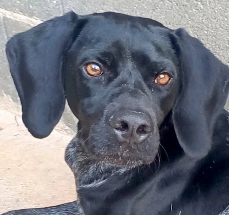Saddle, male mixed breed for adoption at PAWS Dog Shelter Paphos