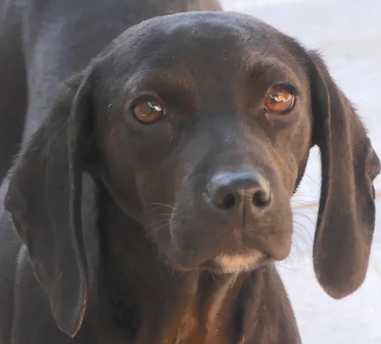 Dobby, male puppy mixed breed for adoption at PAWS Dog Shelter Paphos