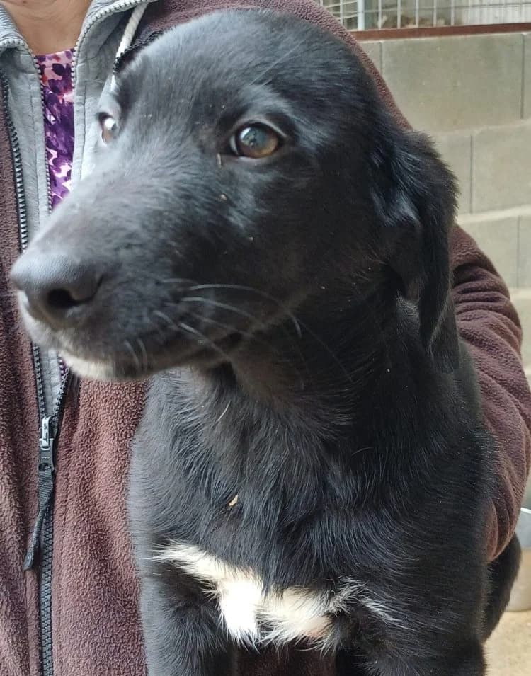 Pixel, male puppy Mixed Breed for adoption at PAWS Dog Shelter Paphos