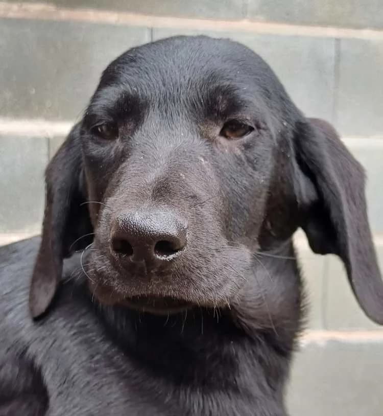 Bagheera, female puppy Mixed Breed for adoption at PAWS Dog Shelter Paphos