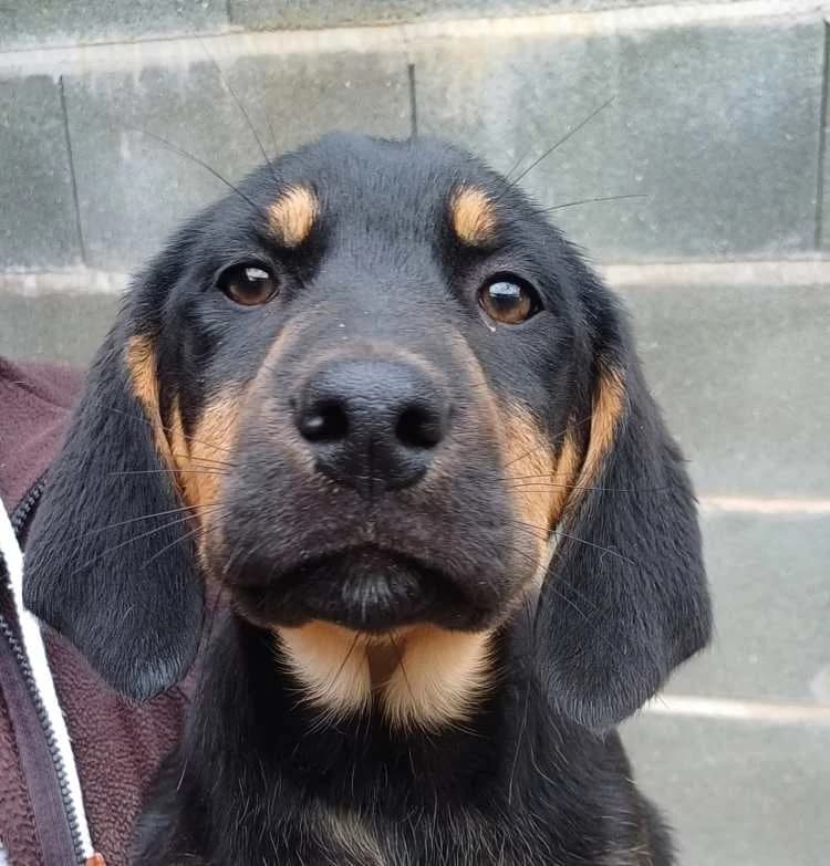 Brandy, male puppy mixed breed for adoption at PAWS Dog Shelter Paphos