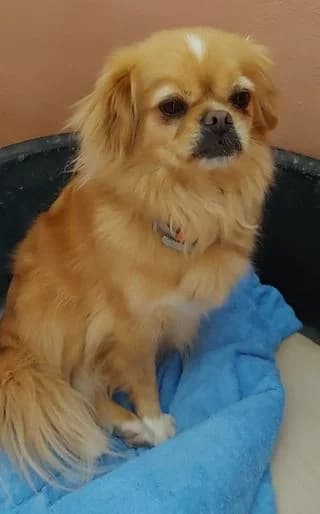 Thomas, male senior Mixed Breed for adoption at PAWS Dog Shelter Paphos