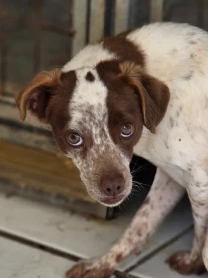 Dash, male young Mixed Breed for adoption at PAWS Dog Shelter Paphos