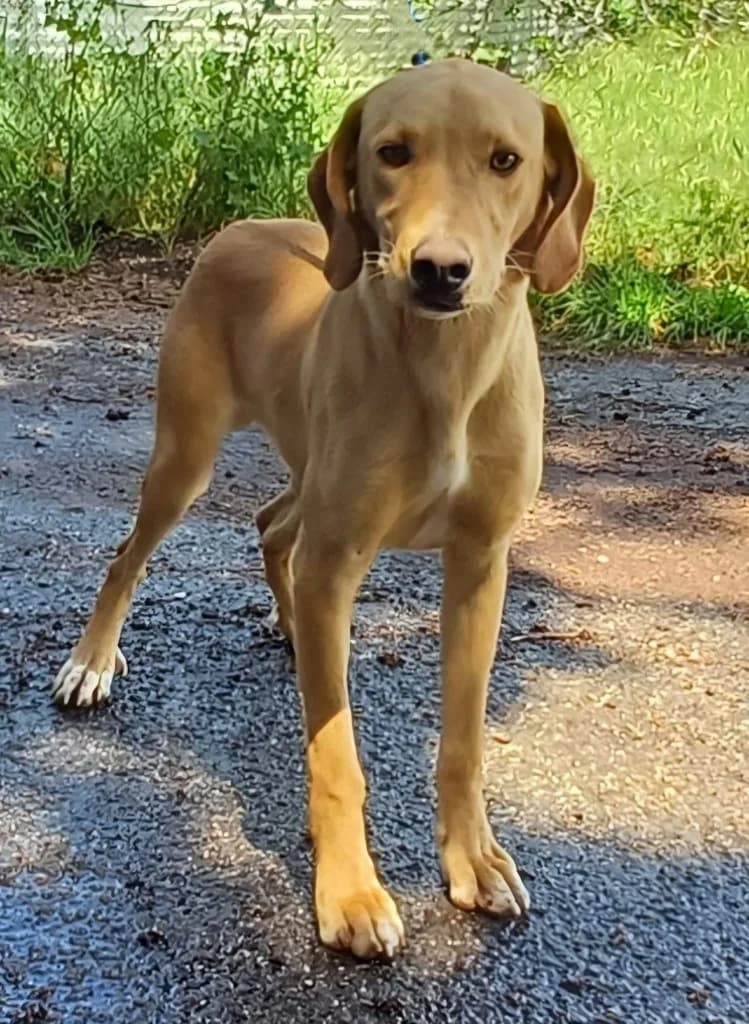 Buster, male young Labrador Retriever for adoption at PAWS Dog Shelter Paphos