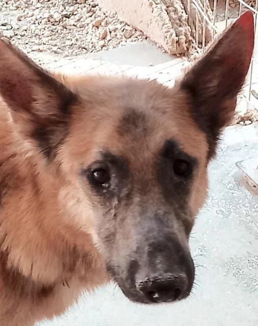 Shep, male mixed breed for adoption at PAWS Dog Shelter Paphos