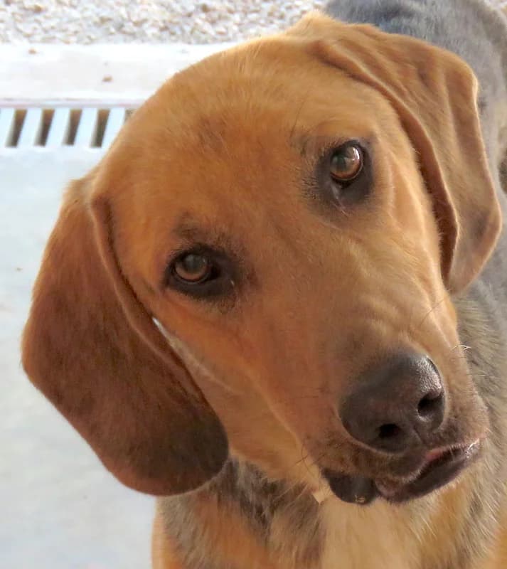 Baz, male 6yo Mixed Breed for adoption at PAWS Dog Shelter Paphos
