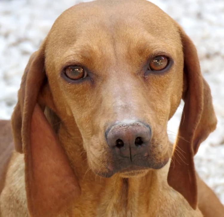 Haley, female senior mixed breed for adoption at PAWS Dog Shelter Paphos