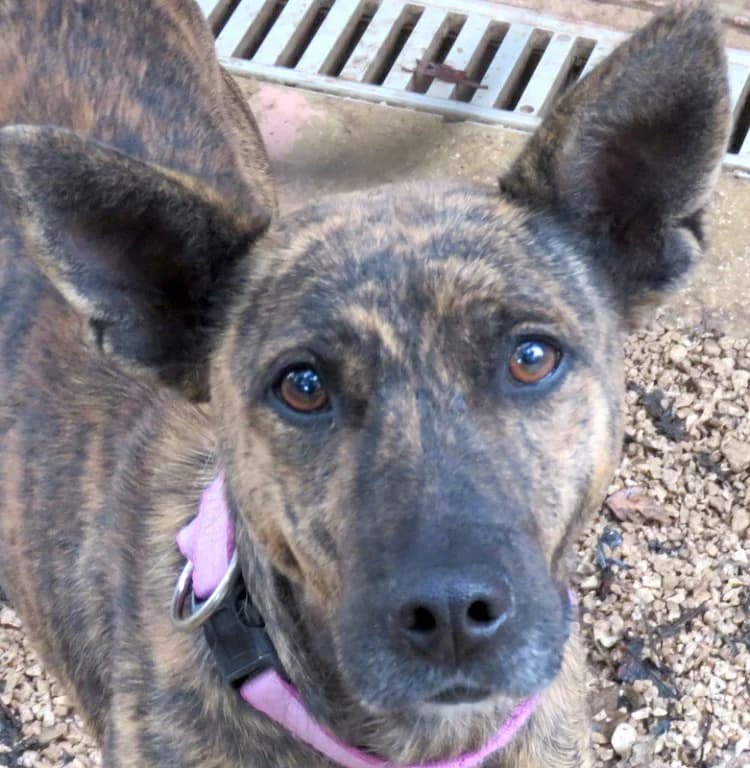 Angela, female senior Mixed Breed for adoption at PAWS Dog Shelter Paphos