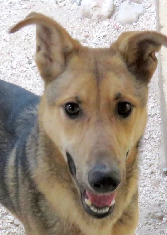 Bonito, male 5yo mixed breed for adoption at PAWS Dog Shelter Paphos