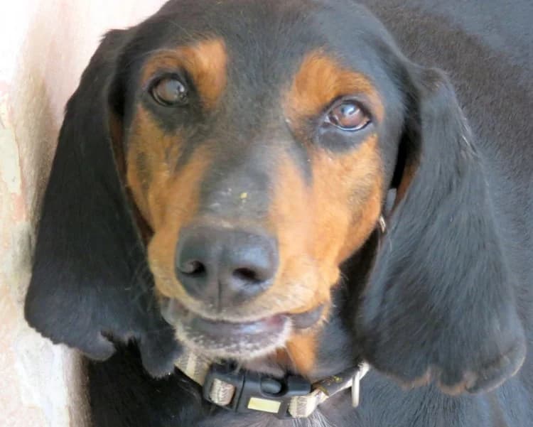 Tomas, male senior Mixed Breed for adoption at PAWS Dog Shelter Paphos
