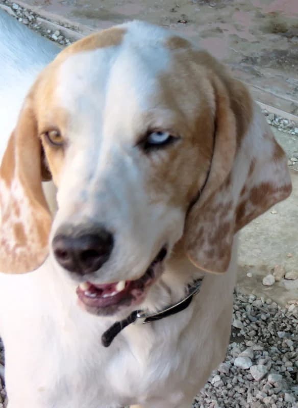 Stacey, female 7yo Mixed Breed for adoption at PAWS Dog Shelter Paphos