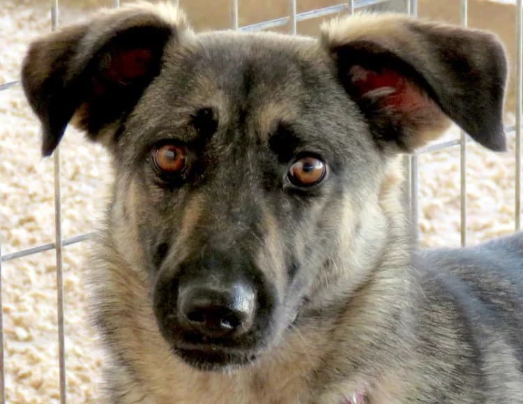 Bruna, female senior mixed breed for adoption at PAWS Dog Shelter Paphos