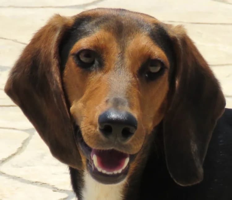 Maya, female 6yo mixed breed for adoption at PAWS Dog Shelter Paphos