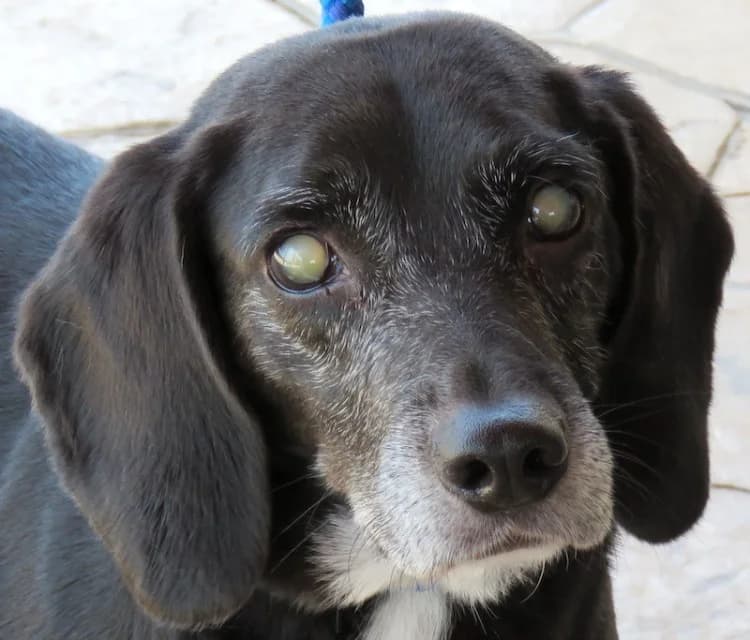 Mia, female senior Mixed Breed for adoption at PAWS Dog Shelter Paphos
