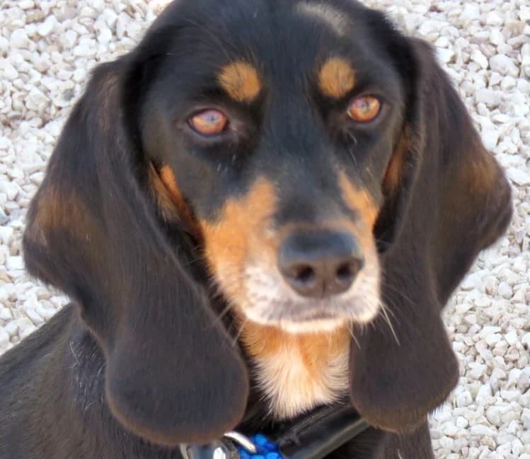 Aphrodite, female 6yo Mixed Breed for adoption at PAWS Dog Shelter Paphos