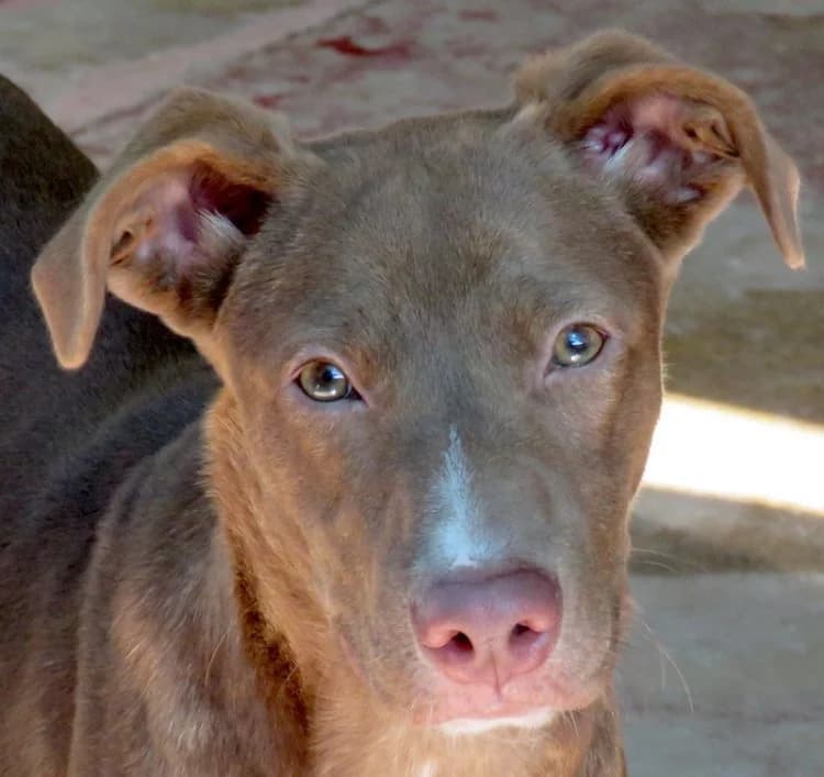 Jesie, female 4yo Mixed Breed for adoption at PAWS Dog Shelter Paphos
