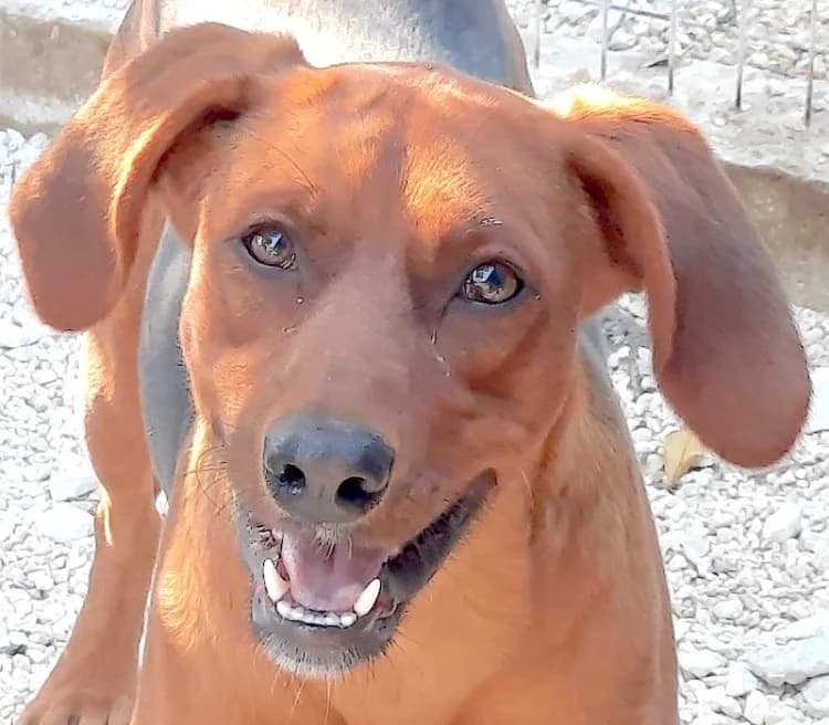 Hogan, male 4yo Mixed Breed for adoption at PAWS Dog Shelter Paphos