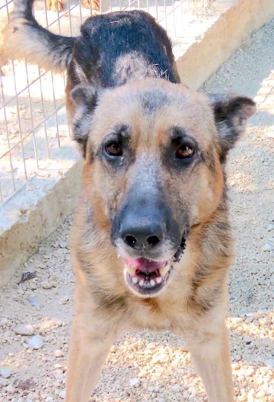 Maverick, male senior mixed breed for adoption at PAWS Dog Shelter Paphos