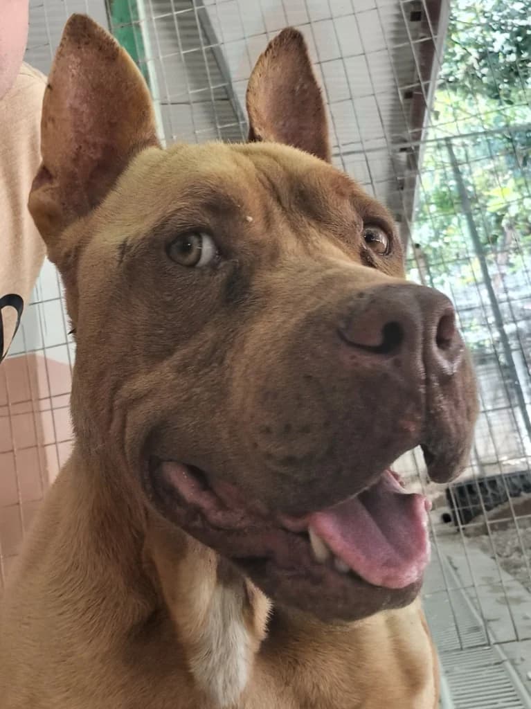 Adira,  Mixed Breed for adoption at PAWS Dog Shelter Paphos, Paws Dog Shelter