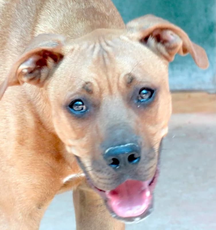 Bruno,  mixed breed for adoption at PAWS Dog Shelter Paphos, Paws Dog Shelter