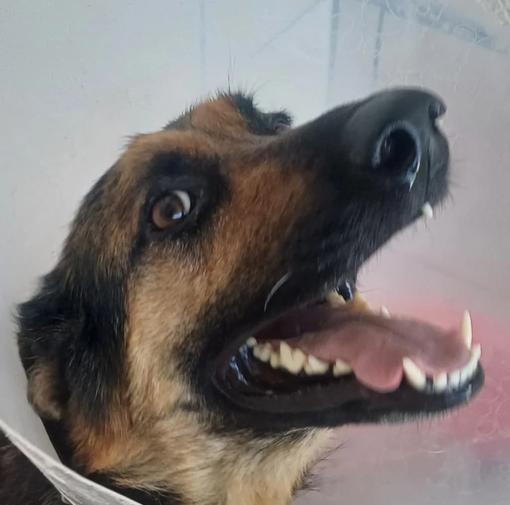 Bumper,  Mixed Breed for adoption at PAWS Dog Shelter Paphos, Paws Dog Shelter