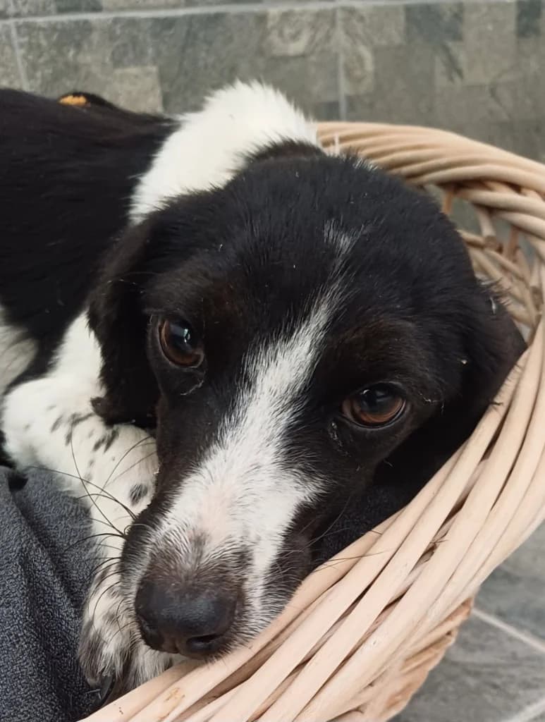 Daisy,  Mixed Breed for adoption at PAWS Dog Shelter Paphos, Paws Dog Shelter