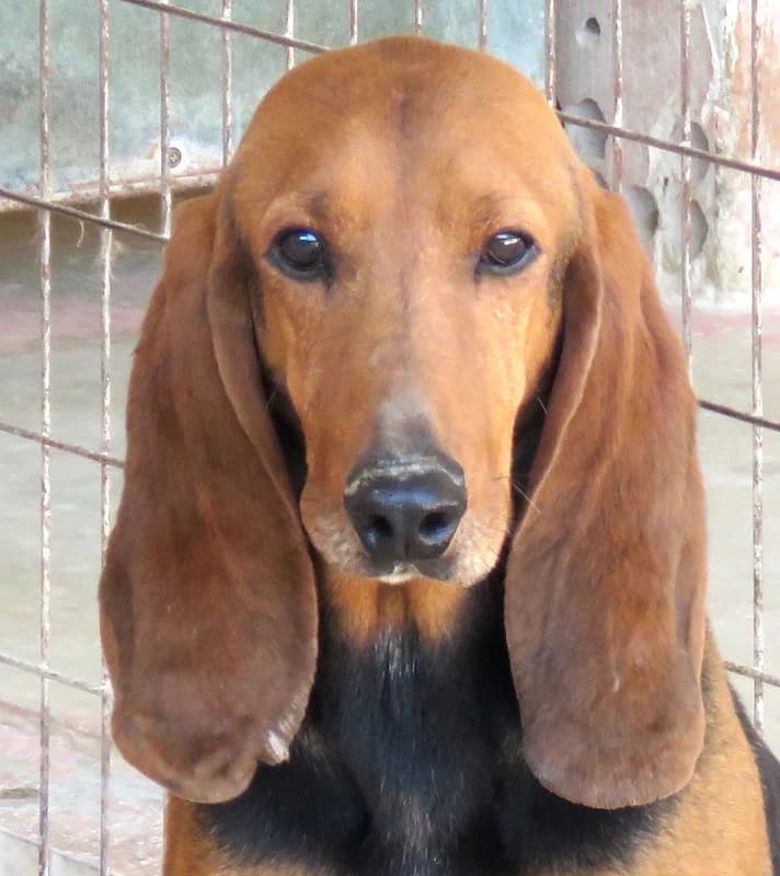 Ernie,  mixed breed for adoption at PAWS Dog Shelter Paphos, Paws Dog Shelter
