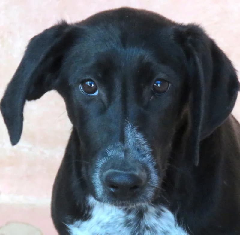 Jemal,  mixed breed for adoption at PAWS Dog Shelter Paphos, Paws Dog Shelter