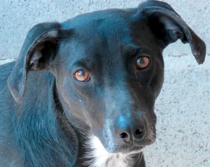 Lilo,  Mixed Breed for adoption at PAWS Dog Shelter Paphos, Paws Dog Shelter