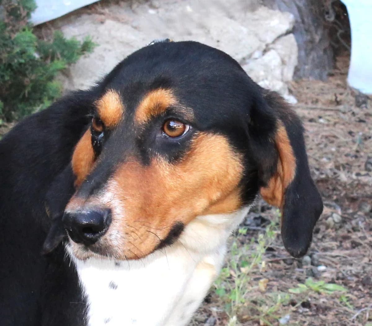 Lucky,  young Mixed Breed for adoption at PAWS Dog Shelter Paphos, Paws Dog Shelter