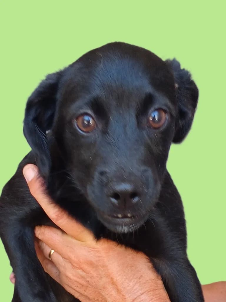 Mattie,  puppy Mixed Breed for adoption at PAWS Dog Shelter Paphos, Paws Dog Shelter