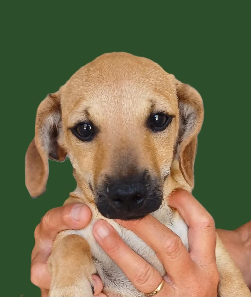 Moose,  puppy Mixed Breed for adoption at PAWS Dog Shelter Paphos, Paws Dog Shelter