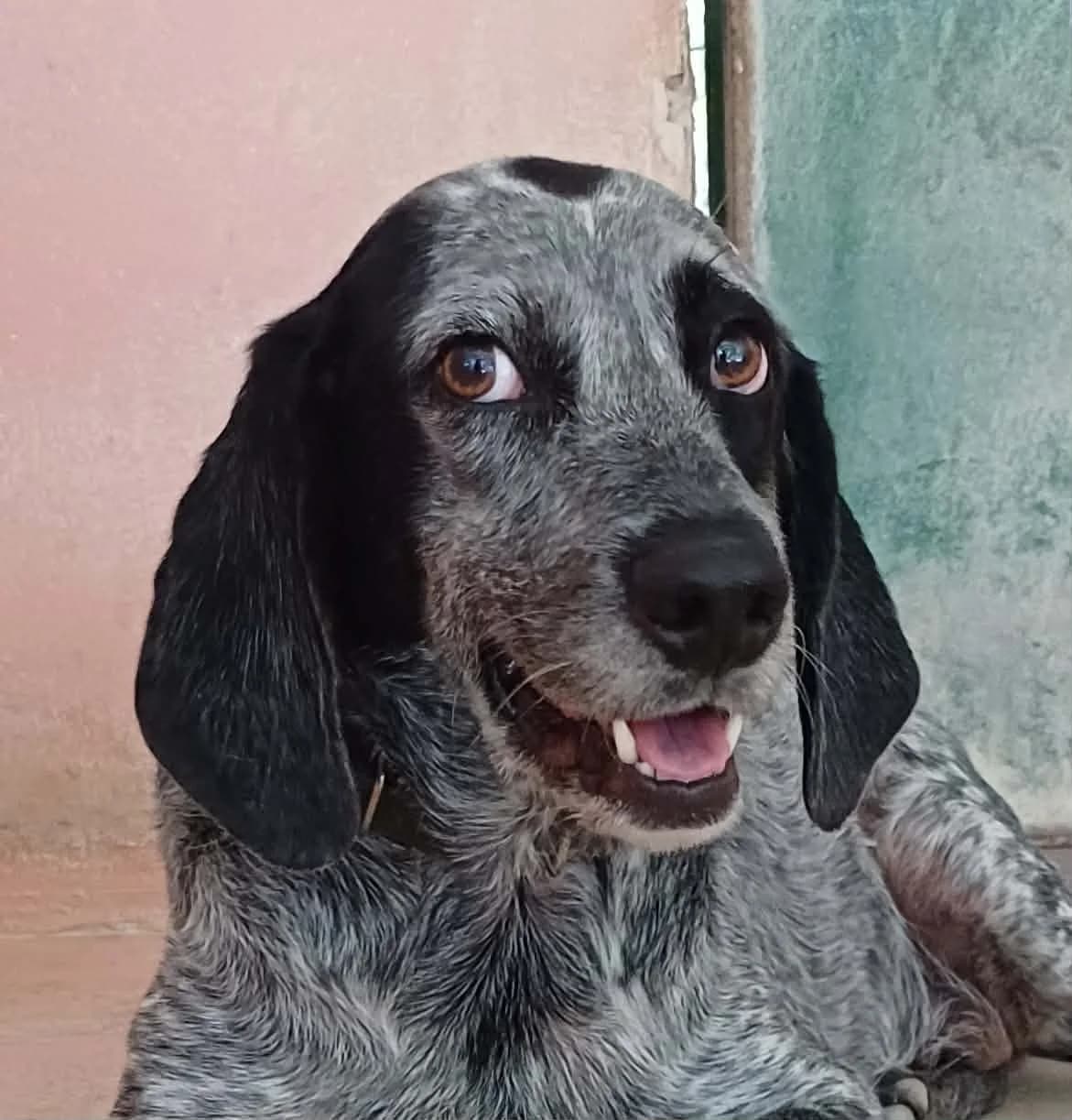 Patch,  Mixed Breed for adoption at PAWS Dog Shelter Paphos, Paws Dog Shelter