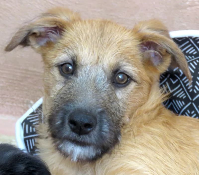 Patsy,  young Mixed Breed for adoption at PAWS Dog Shelter Paphos, Paws Dog Shelter