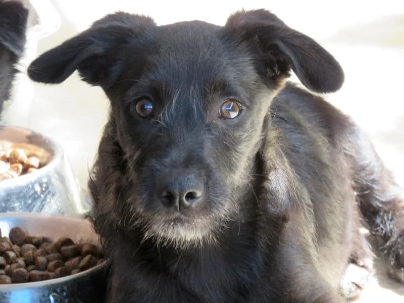 Percy,  young mixed breed for adoption at PAWS Dog Shelter Paphos, Paws Dog Shelter