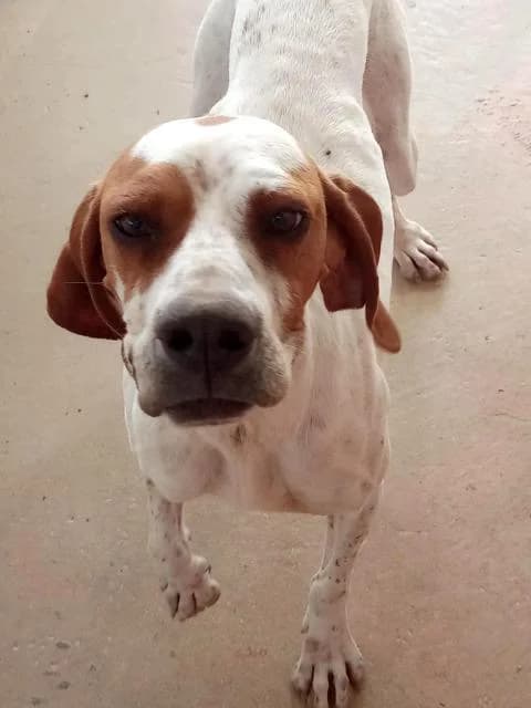 Priya,  mixed breed for adoption at PAWS Dog Shelter Paphos, Paws Dog Shelter