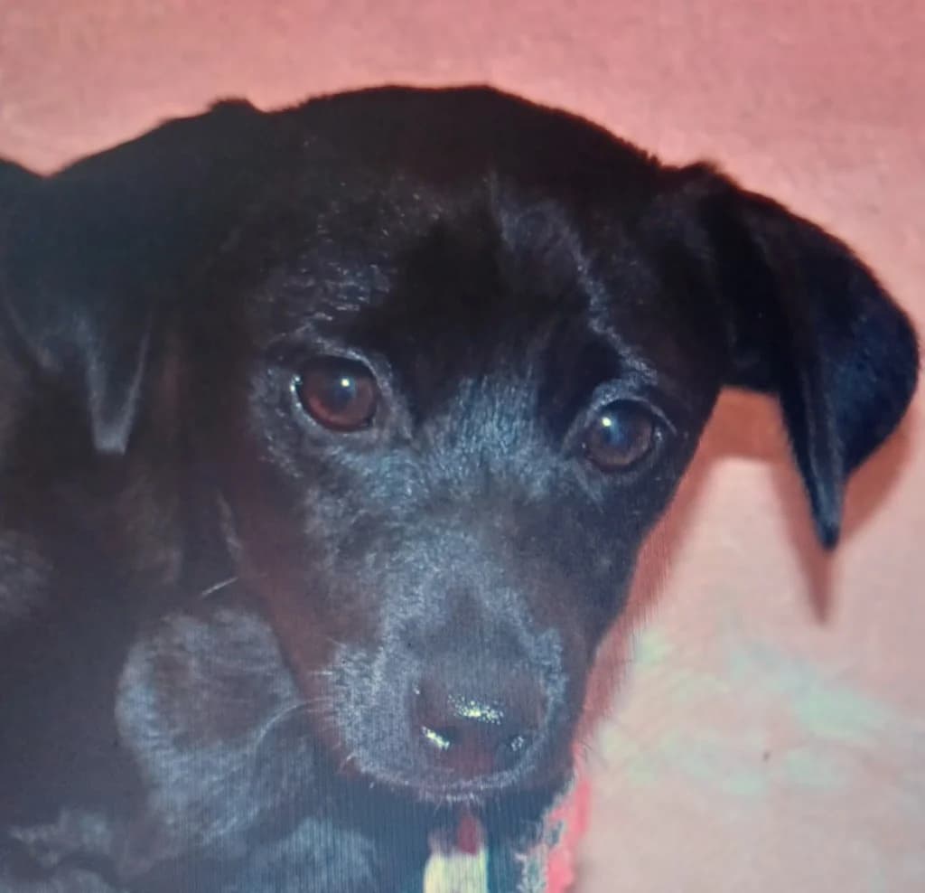 Raven,  puppy Mixed Breed for adoption at PAWS Dog Shelter Paphos, Paws Dog Shelter