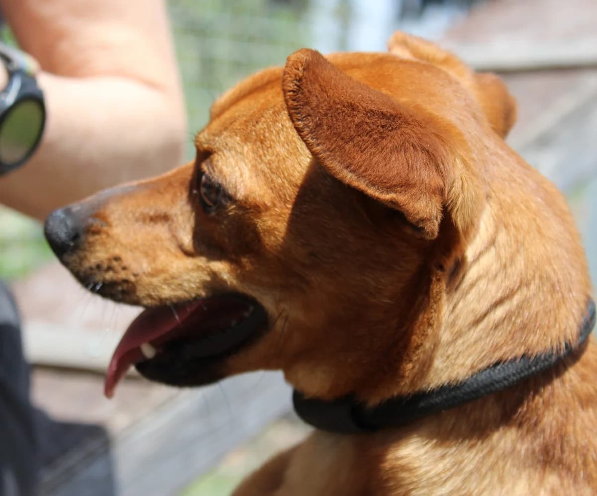 Rolo,  Mixed Breed for adoption at PAWS Dog Shelter Paphos, Paws Dog Shelter