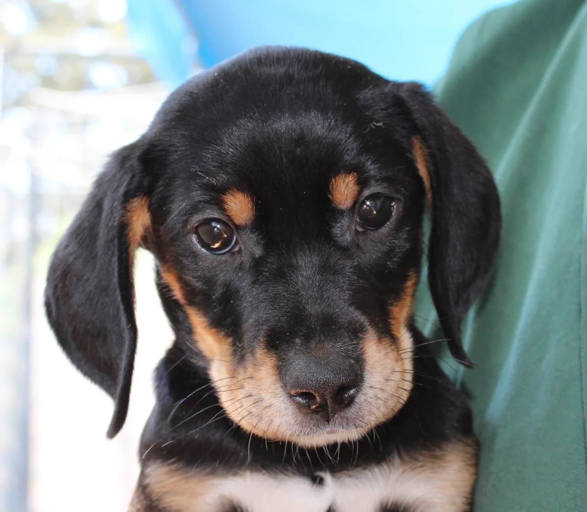 Soo,  puppy Mixed Breed for adoption at PAWS Dog Shelter Paphos, Paws Dog Shelter