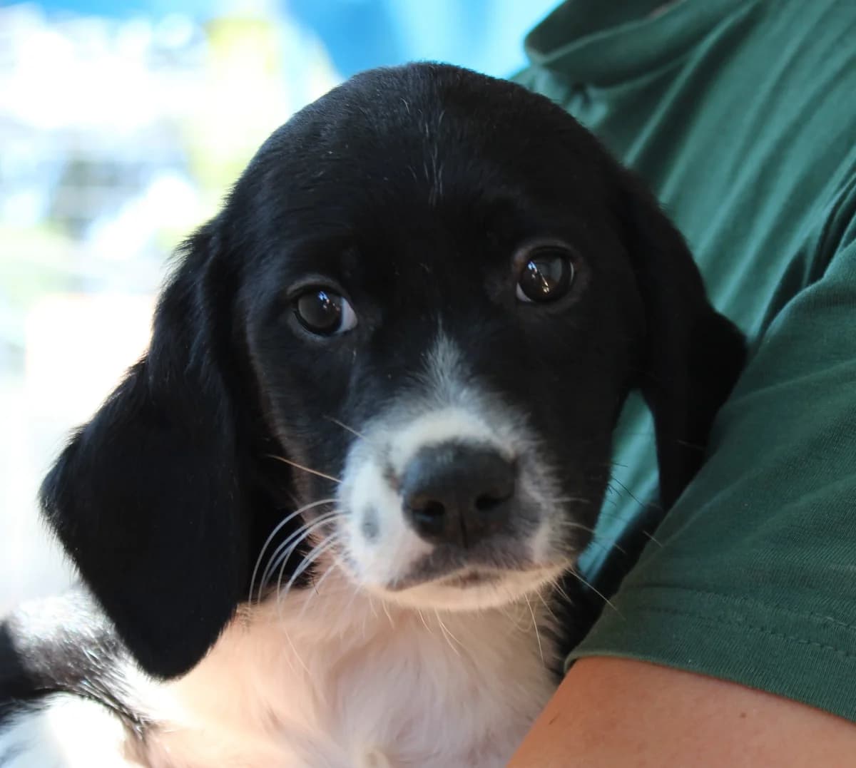 Sweep,  puppy Mixed Breed for adoption at PAWS Dog Shelter Paphos, Paws Dog Shelter