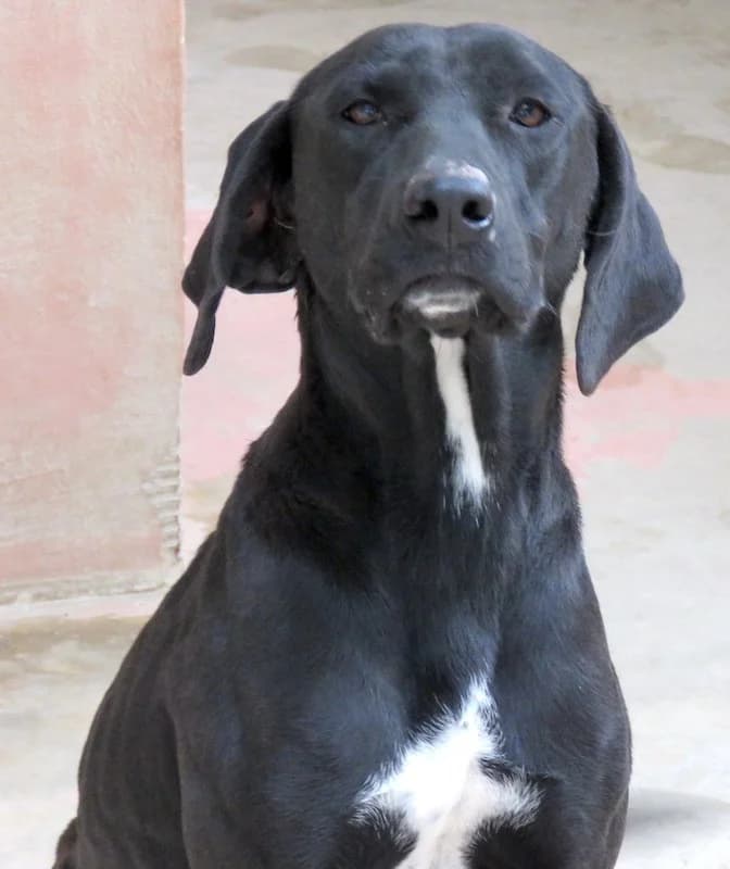 Zola, female 3yo Labrador Retriever for adoption at PAWS Dog Shelter Paphos