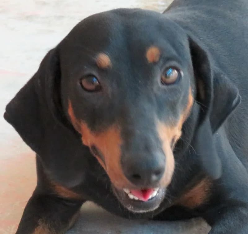 Clementine, female 5yo mixed breed for adoption at PAWS Dog Shelter Paphos